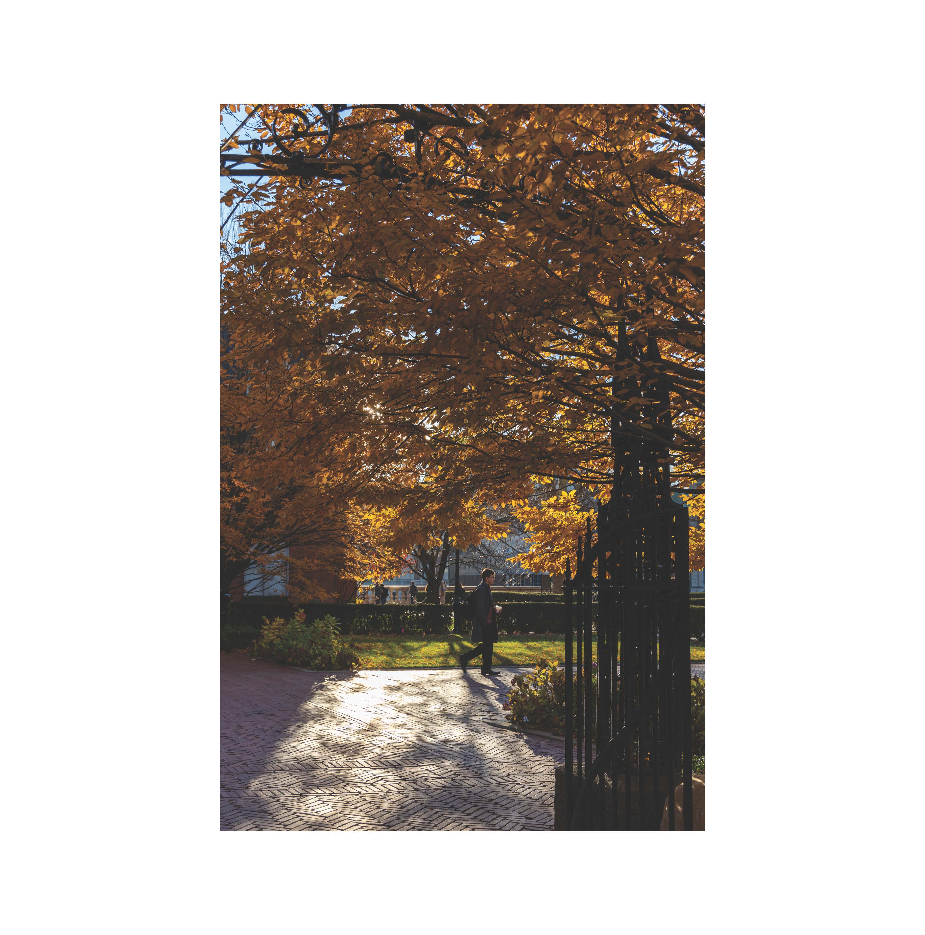 Pedestrian beneath golden autumn leaves
